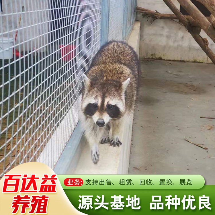 浣熊