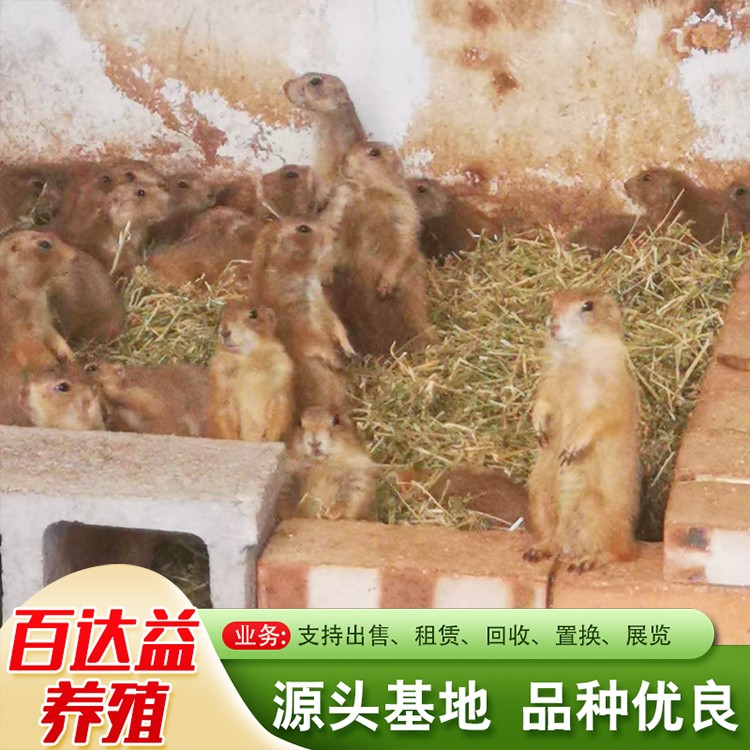 黑尾土拨鼠