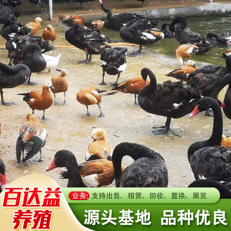 黑天鹅
