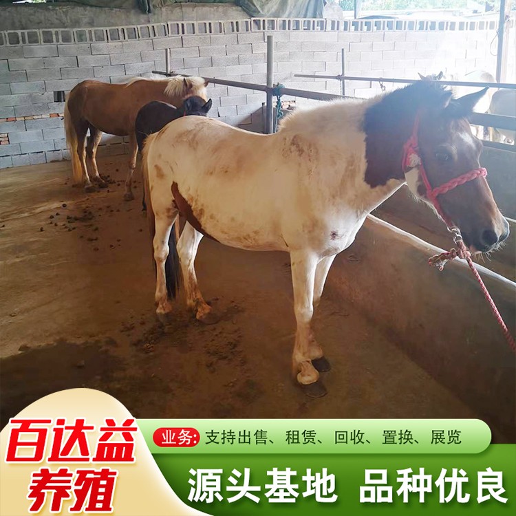 国产德保矮马
