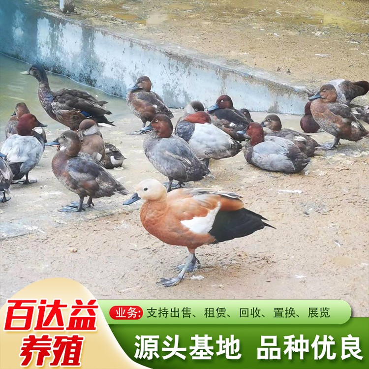 观赏鸭
