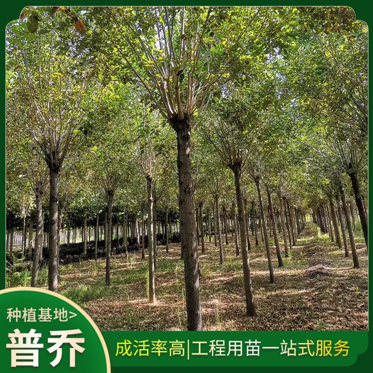白蜡