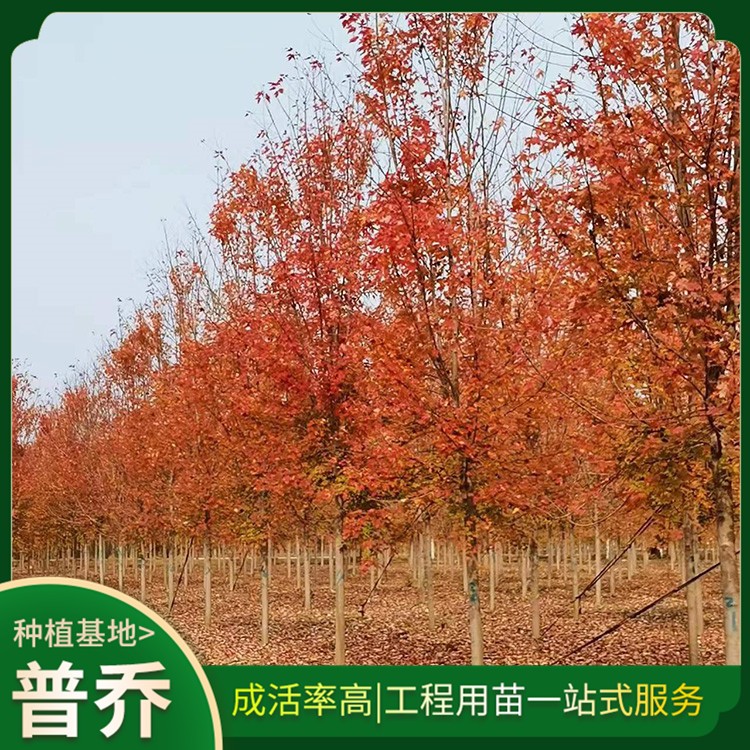 红枫