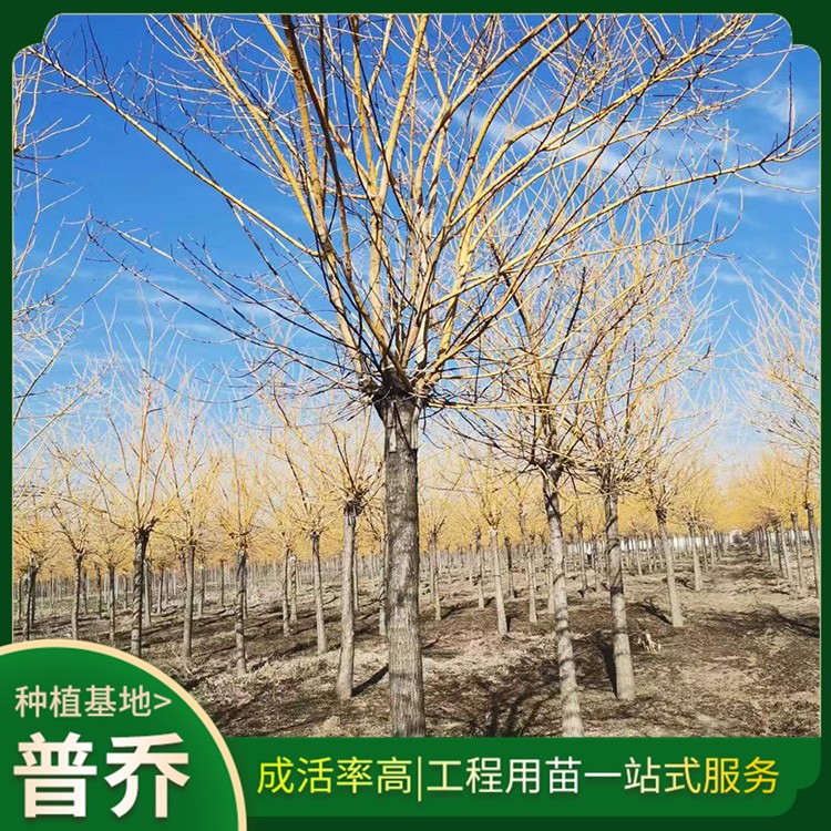 金枝槐