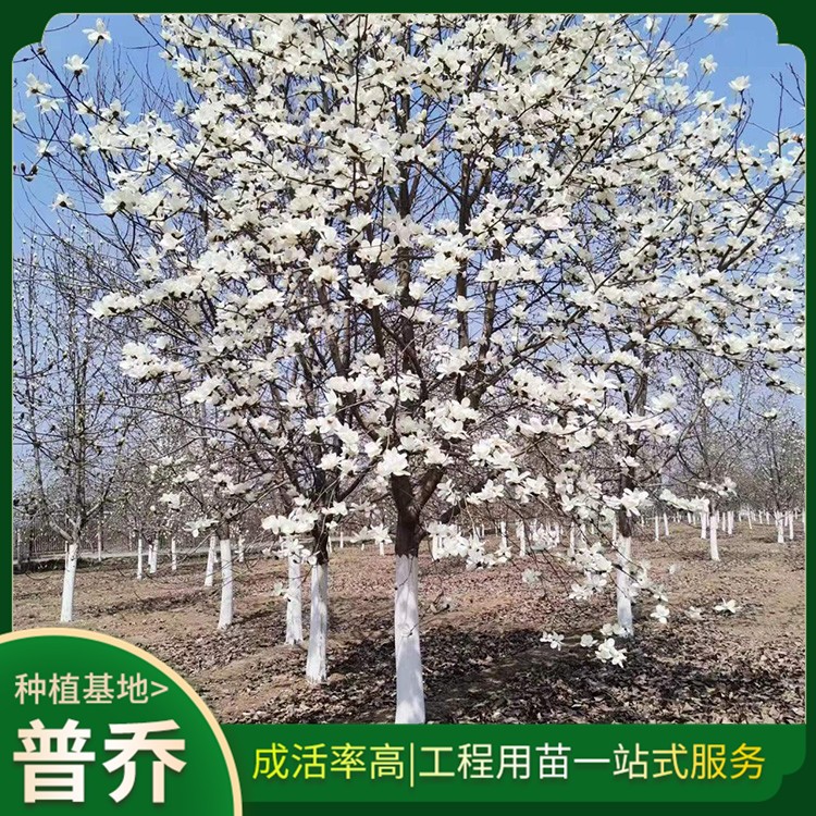 玉兰树