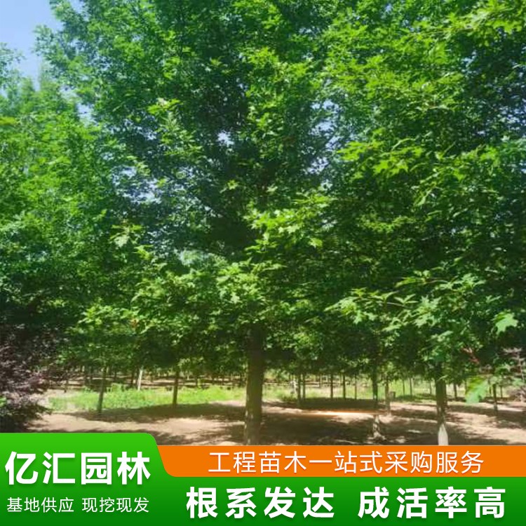 娜塔栎 北美红栎