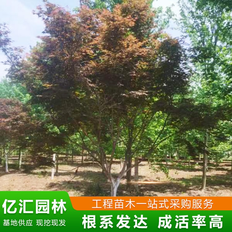 日本红枫
