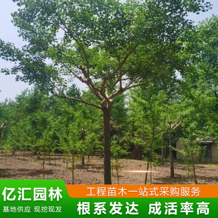 银杏嫁接树