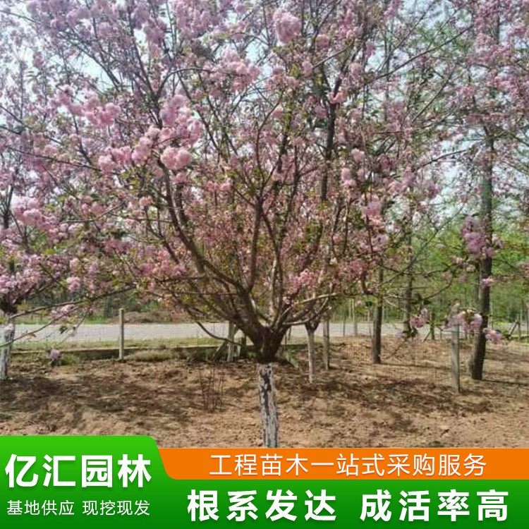 樱花树