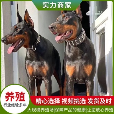 护卫杜宾犬图4