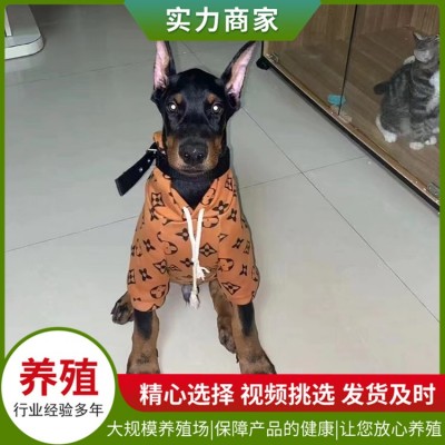 护卫杜宾犬图5