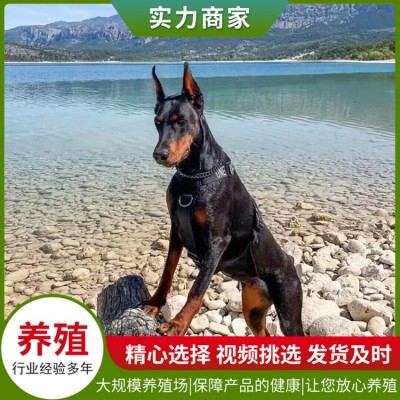 护卫杜宾犬图2