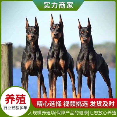 护卫杜宾犬图3