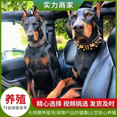 护卫杜宾犬图4