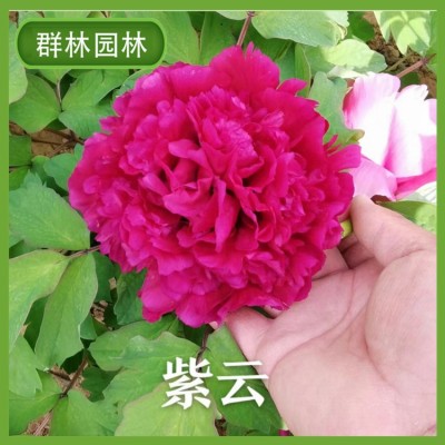 芍药，牡丹图5