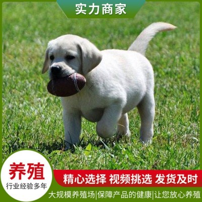 曹州犬舍宠物狗图3