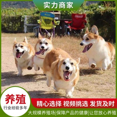 曹州犬舍宠物狗图4