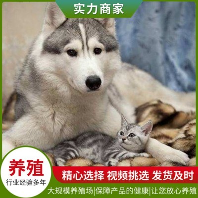 曹州犬舍宠物狗图5