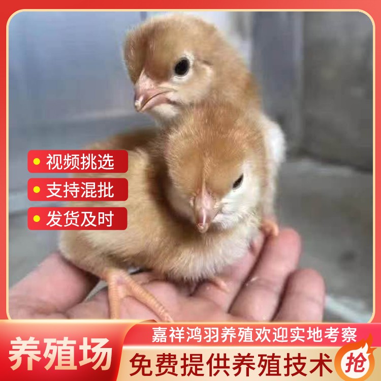 红玉鸡苗