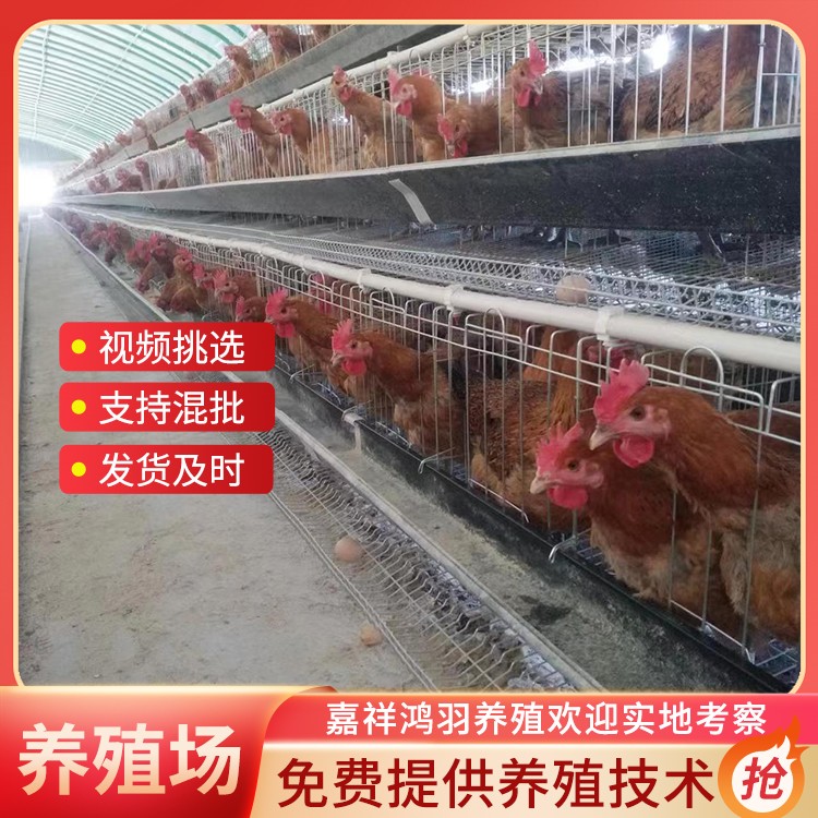 快大麻鸡苗