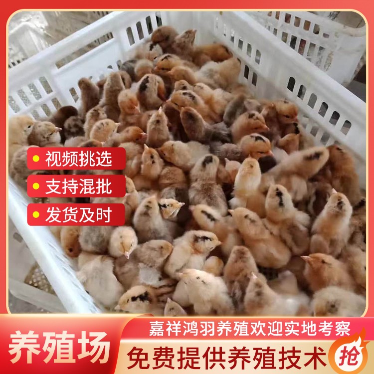 麻羽绿壳鸡苗