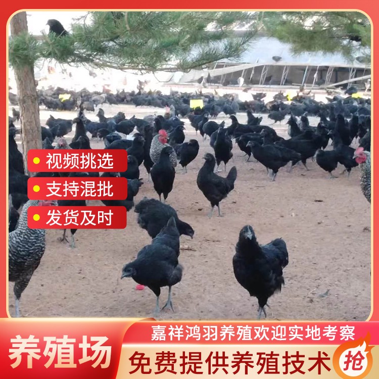 五黑绿壳蛋鸡苗