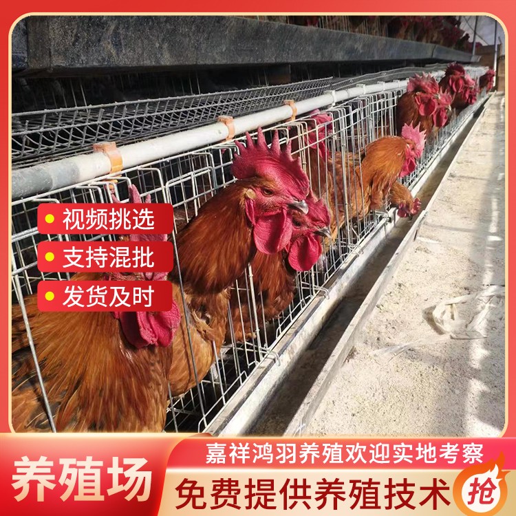 脱温快大麻鸡苗