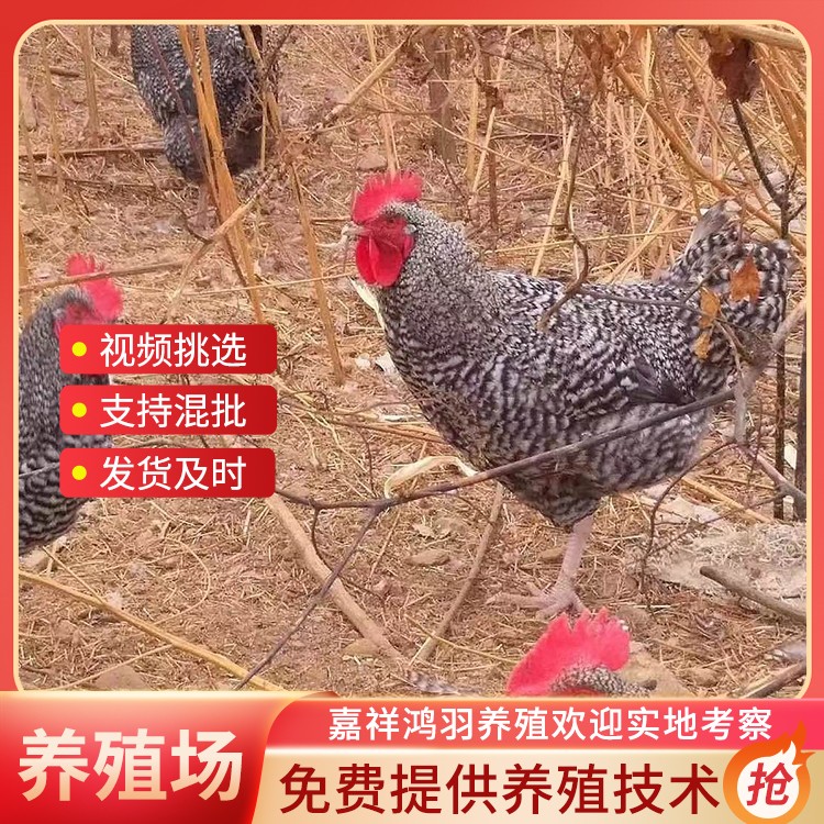 脱温芦花鸡苗