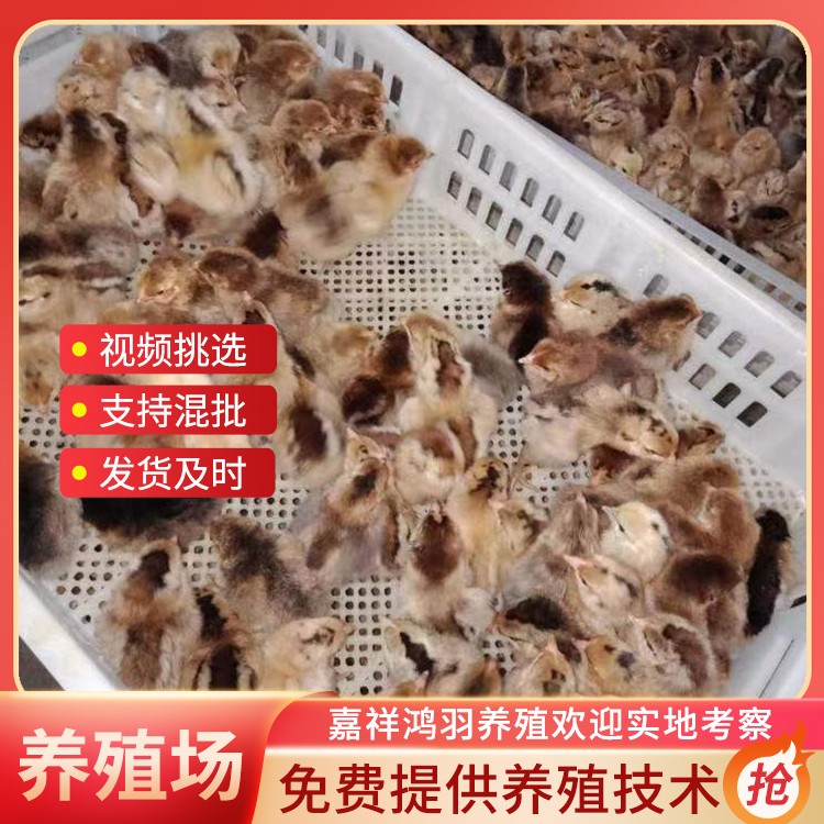 脱温麻羽绿壳鸡苗