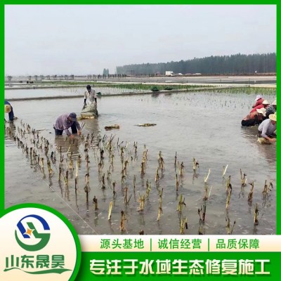芦苇图7