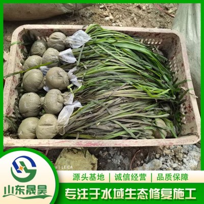 亚洲刺苦草图7