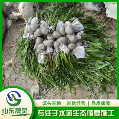 亚洲刺苦草图6