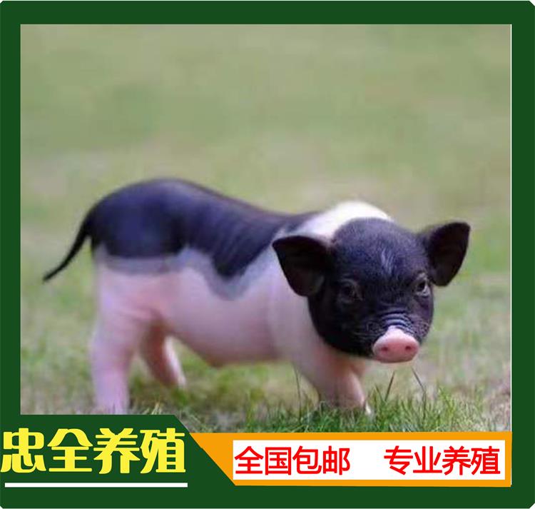 香猪