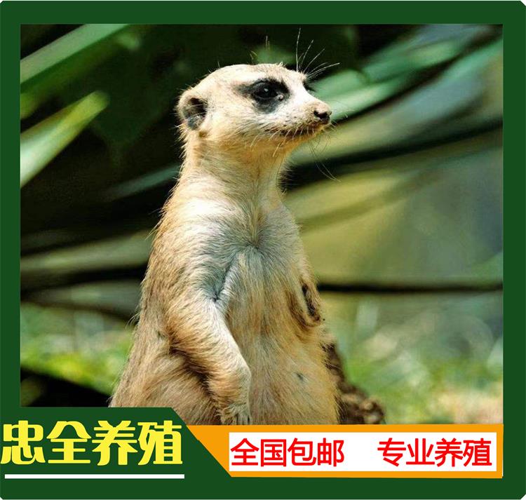 细尾獴