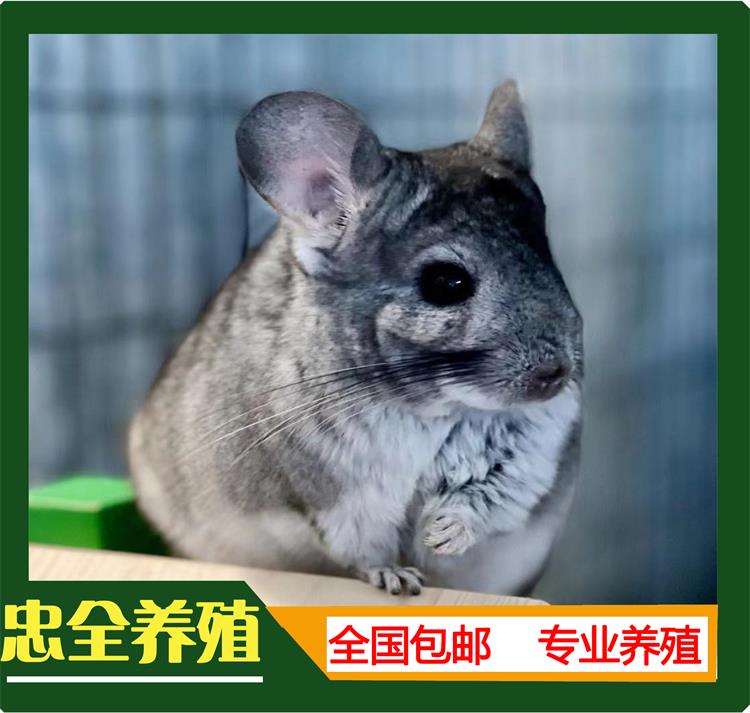 龙猫