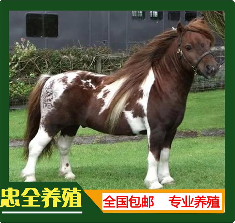 设特兰矮马