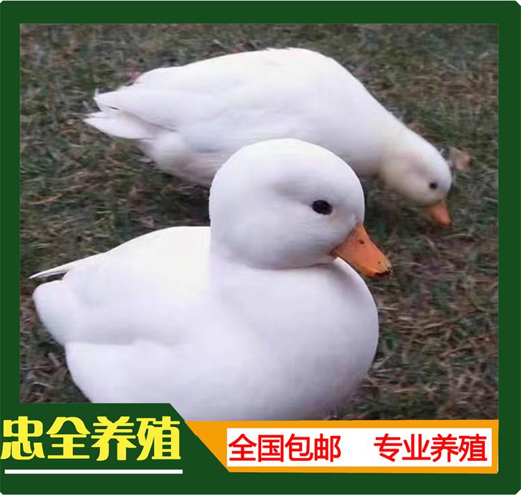 柯尔鸭