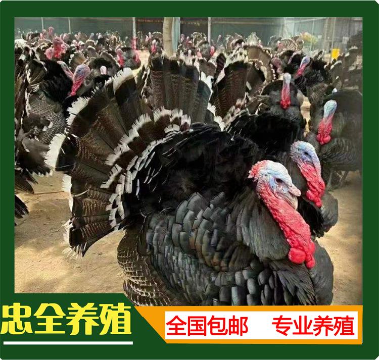 火鸡