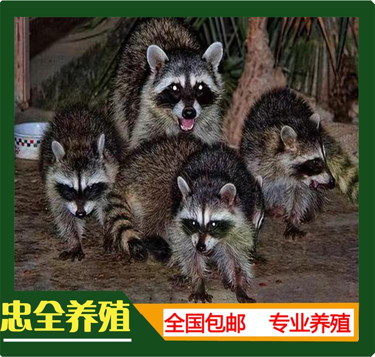 浣熊