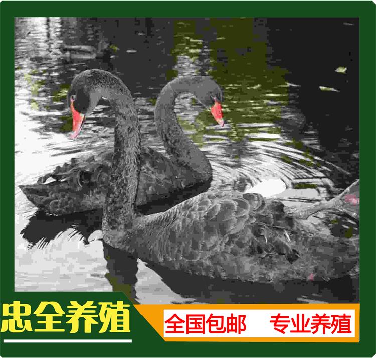 黑天鹅