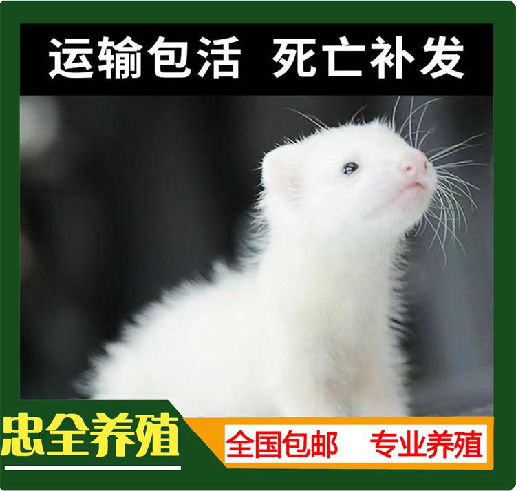 安格鲁貂