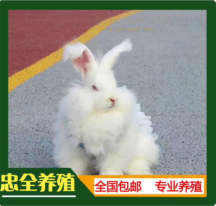 安哥拉宠物兔