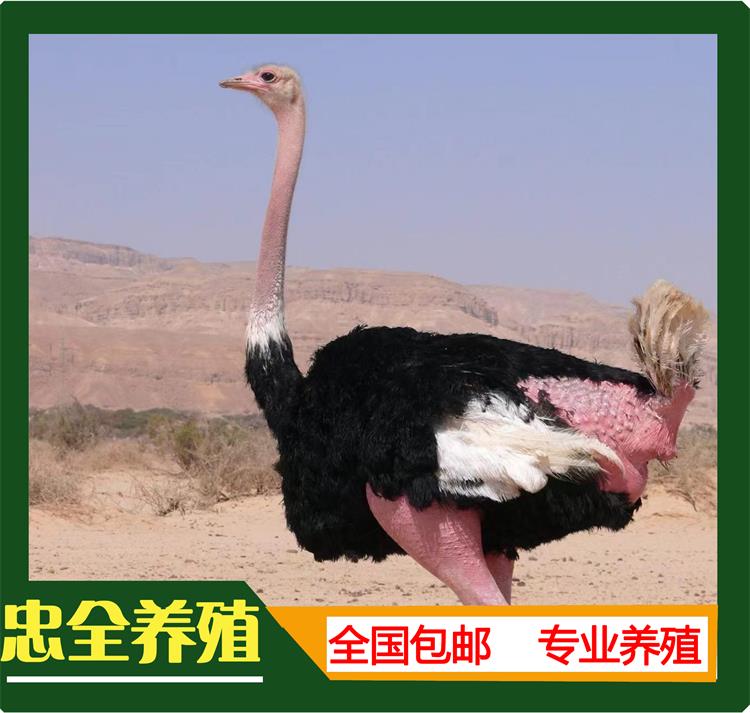 鸵鸟