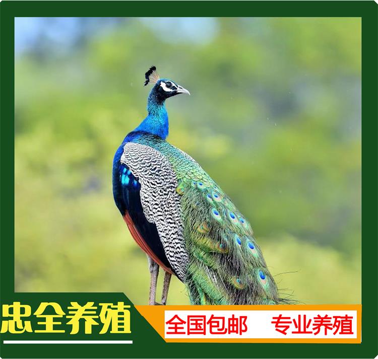 孔雀