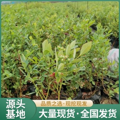 蓝莓果树苗 树体高大 产量高 冠幅10cm 旺宝组培苗木图4