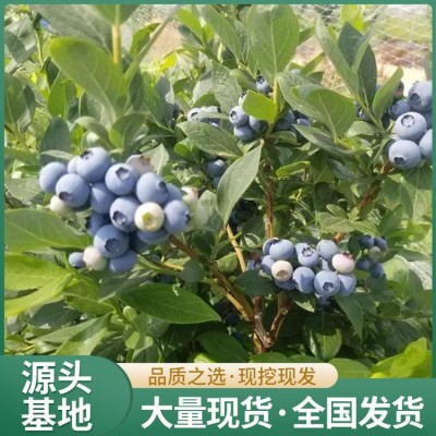 蓝莓果树苗 树体高大 产量高 冠幅10cm 旺宝组培苗木