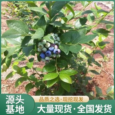 2年生蓝莓苗 果肉紧密细致 带土发货 地径1.4cm图3