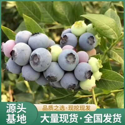 2年生蓝莓苗 果肉紧密细致 带土发货 地径1.4cm