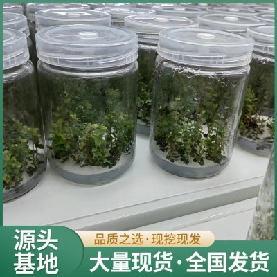 2年生蓝莓苗 果肉紧密细致 带土发货 地径1.4cm图2