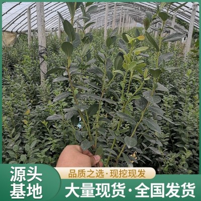 2年生蓝莓苗 果肉紧密细致 带土发货 地径1.4cm图4